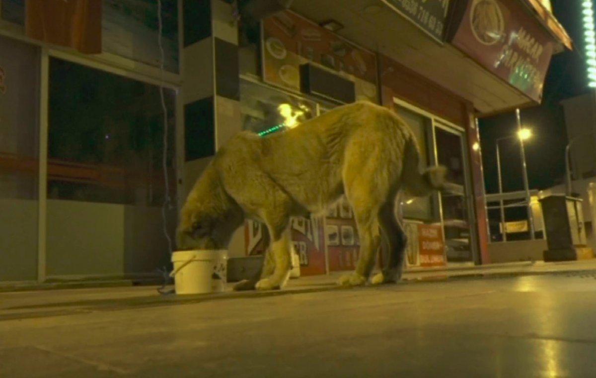 Sokağa çıkma kısıtlamasında sokak hayvanlarını balkonundan besliyor