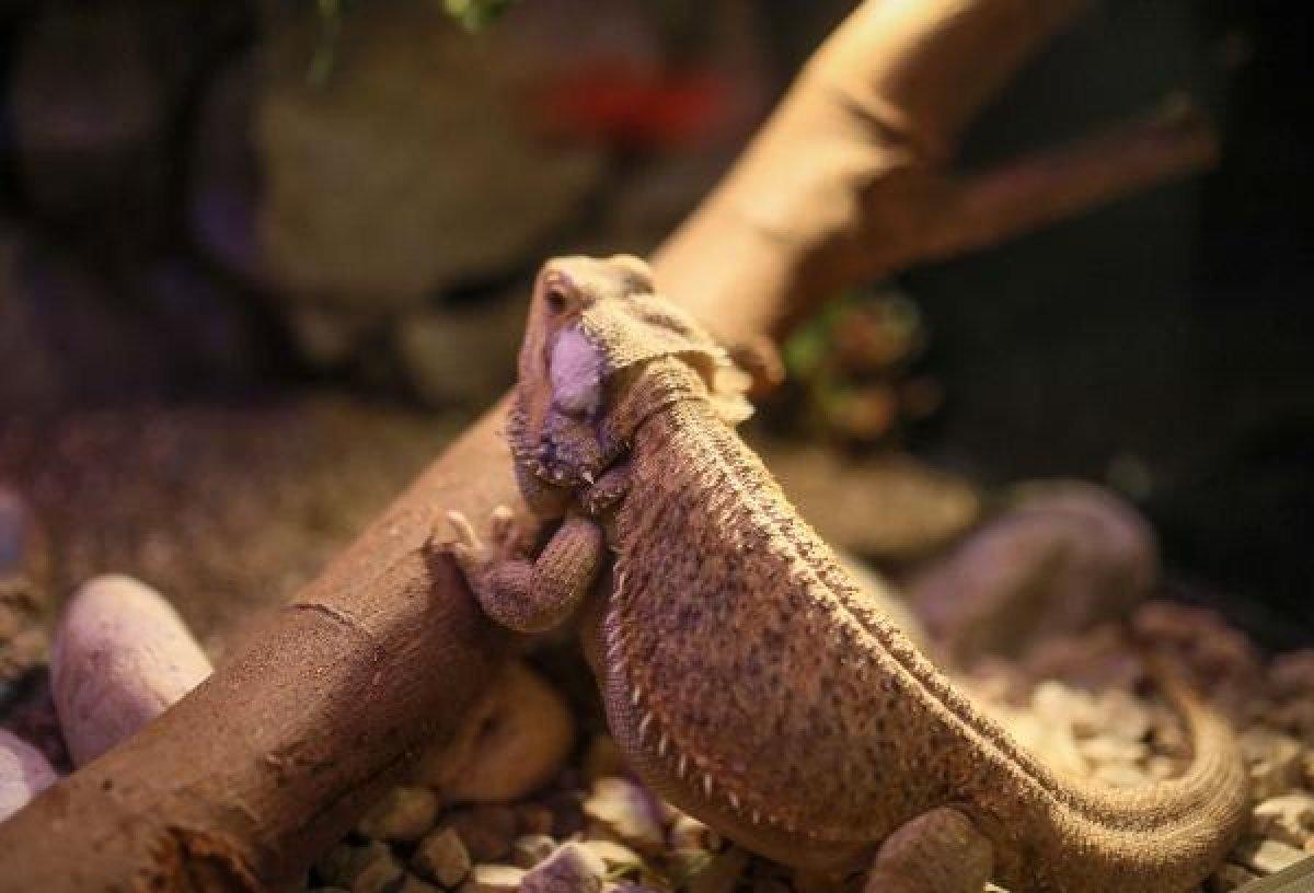 Sürüngen ve bukalemun yavrusu karantinada büyüyor