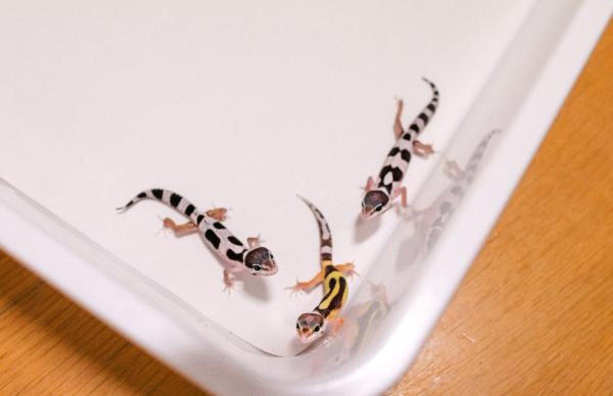 Sürüngen ve bukalemun yavrusu karantinada büyüyor