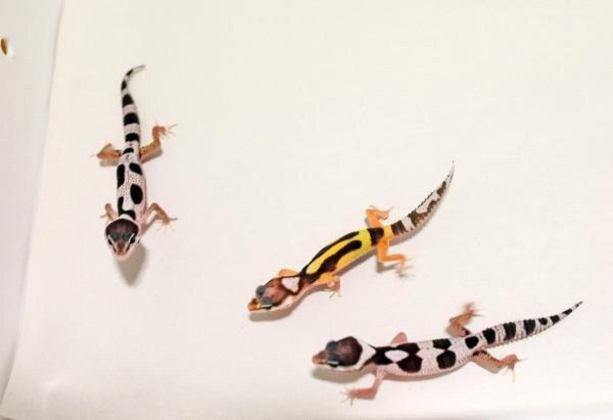 Sürüngen ve bukalemun yavrusu karantinada büyüyor