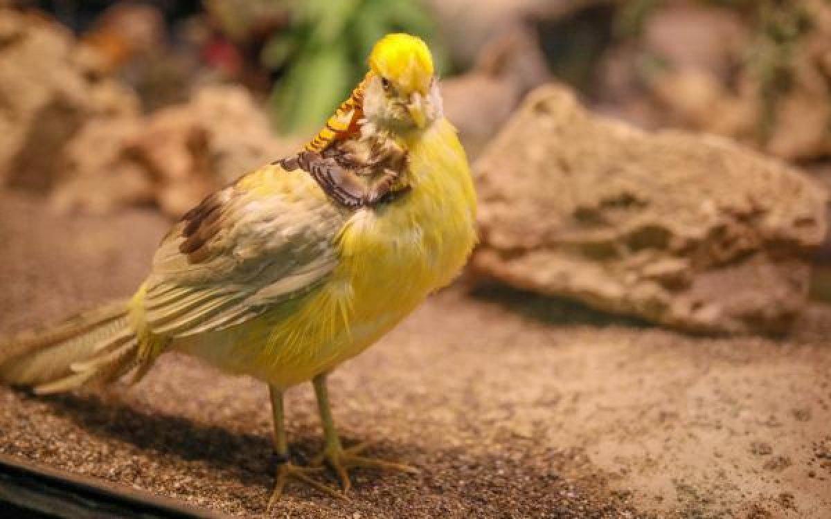 Sürüngen ve bukalemun yavrusu karantinada büyüyor