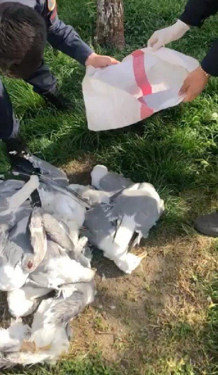 Manisa'da 20 martı vuran avcıya 16 bin lira ceza