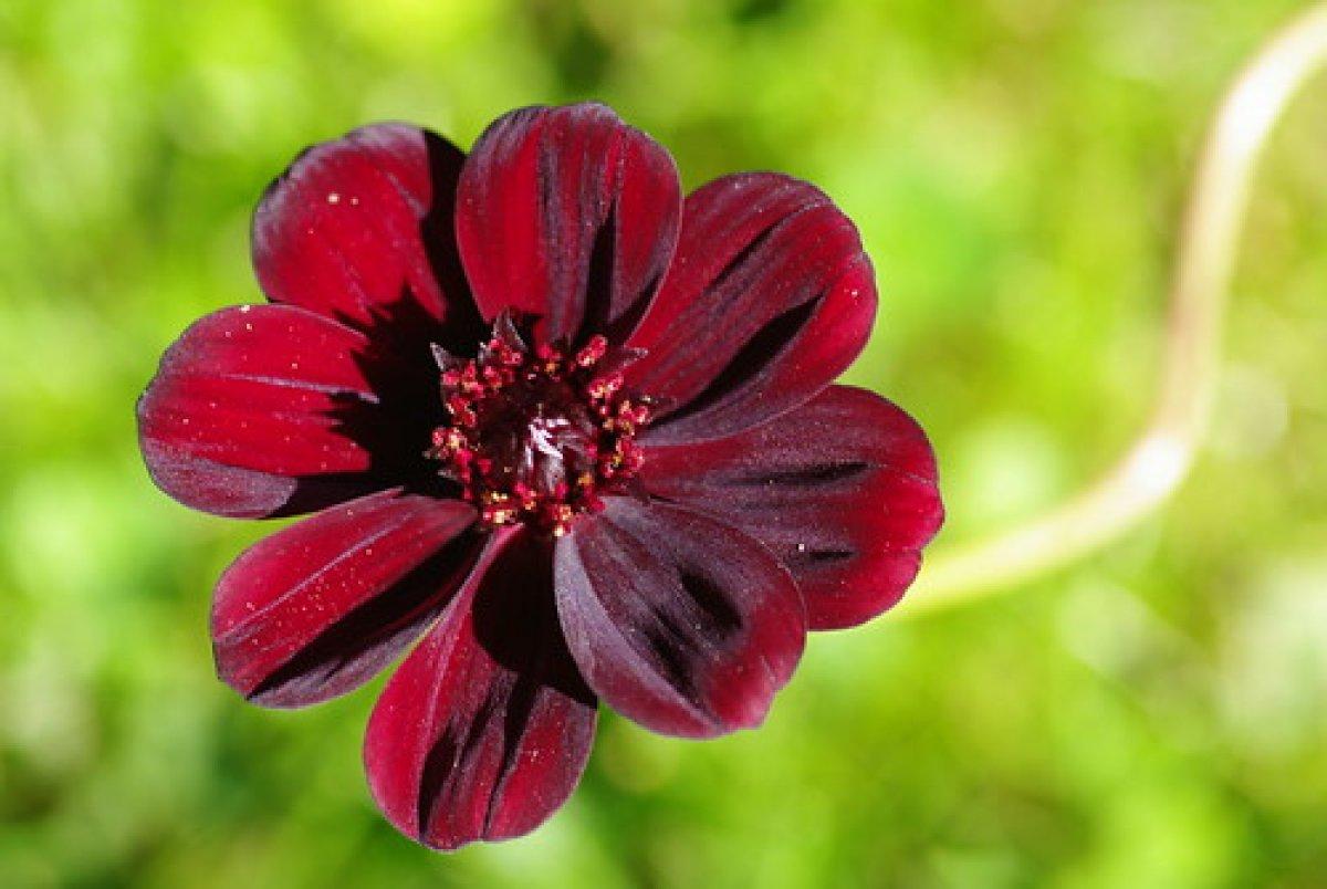 Çikolata kozmozu nedir