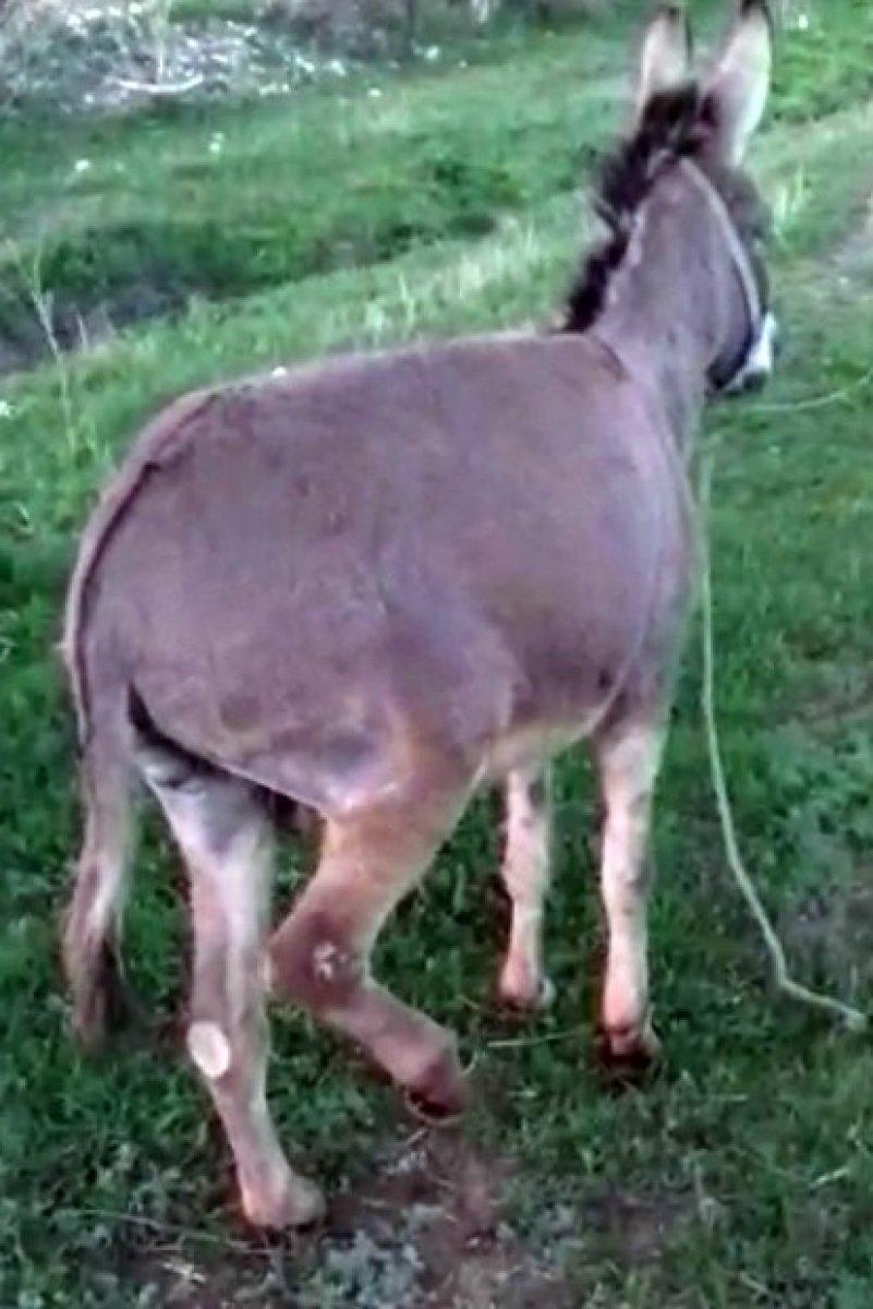 Eşeği traktörün arkasına bağlayarak sürükledi