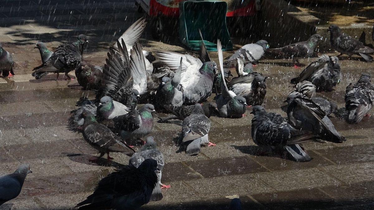 Bursa'da güvercinler banyo yapmak için sıra bekliyor