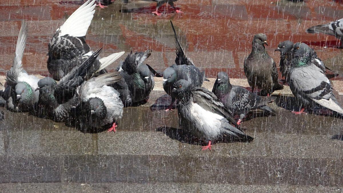 Bursa'da güvercinler banyo yapmak için sıra bekliyor