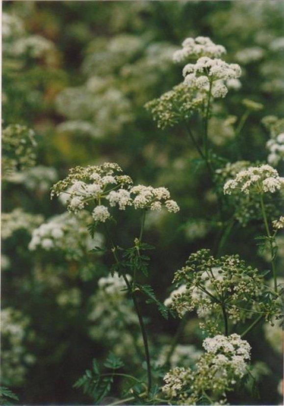 Baldıran zehri nedir