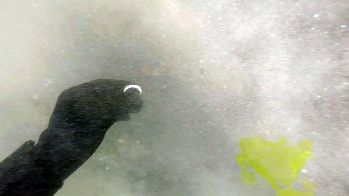 Su altında bulunan altınlar hayvanlara mama oldu