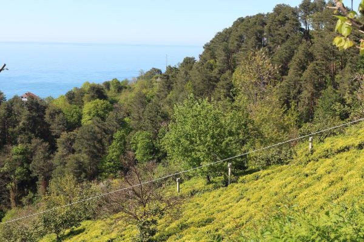 Rize'de 2 bin çay işçisi aranıyor