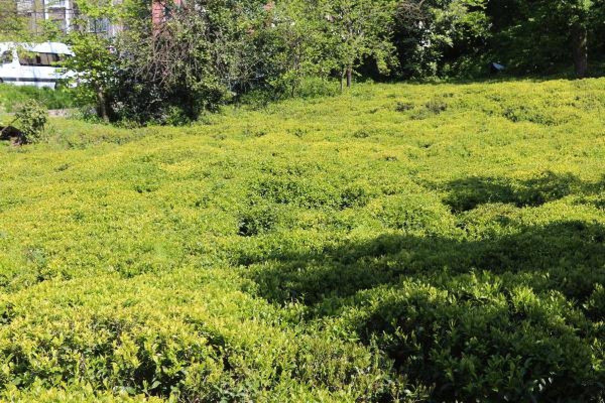Rize'de 2 bin çay işçisi aranıyor