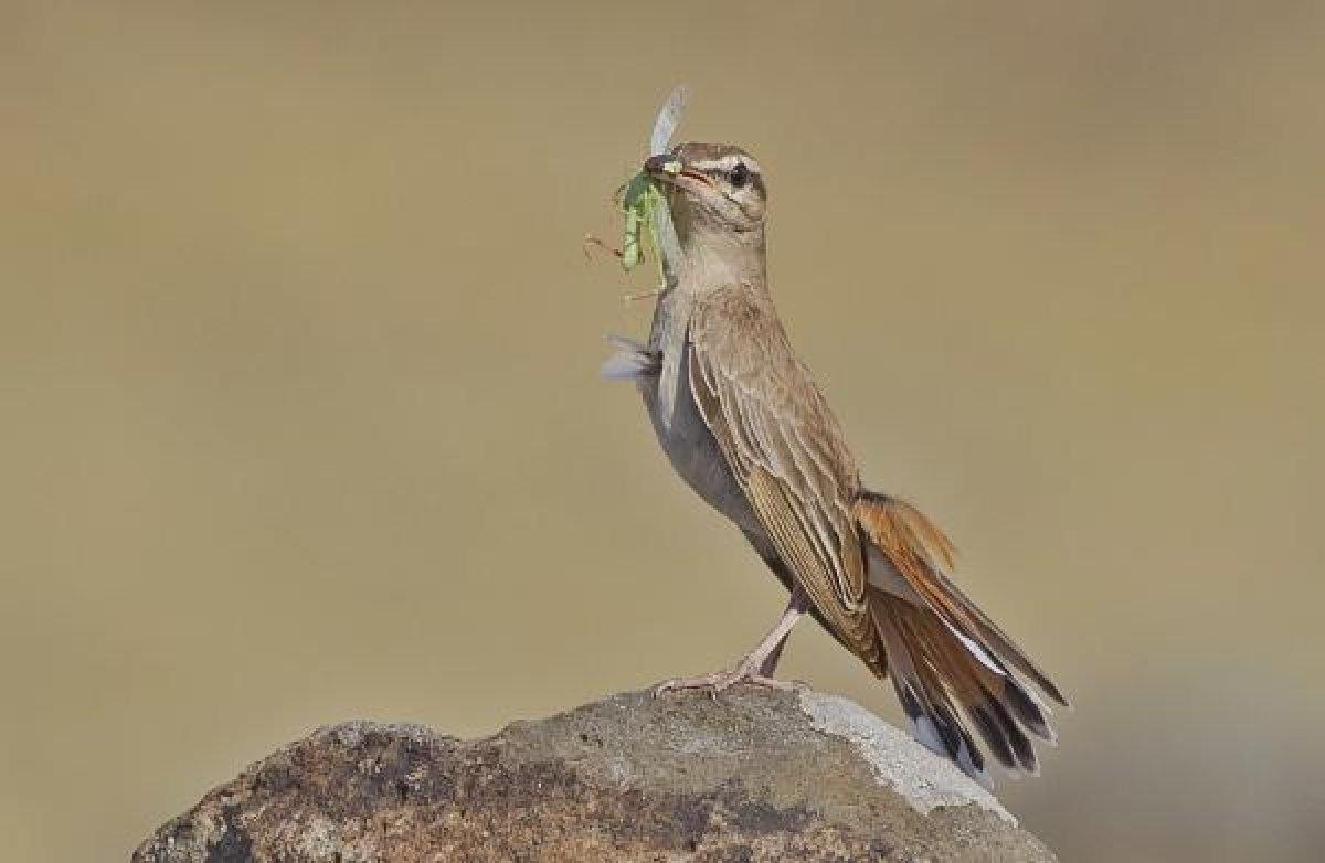 İzmir'de görülen çekirgeler tartışma yarattı