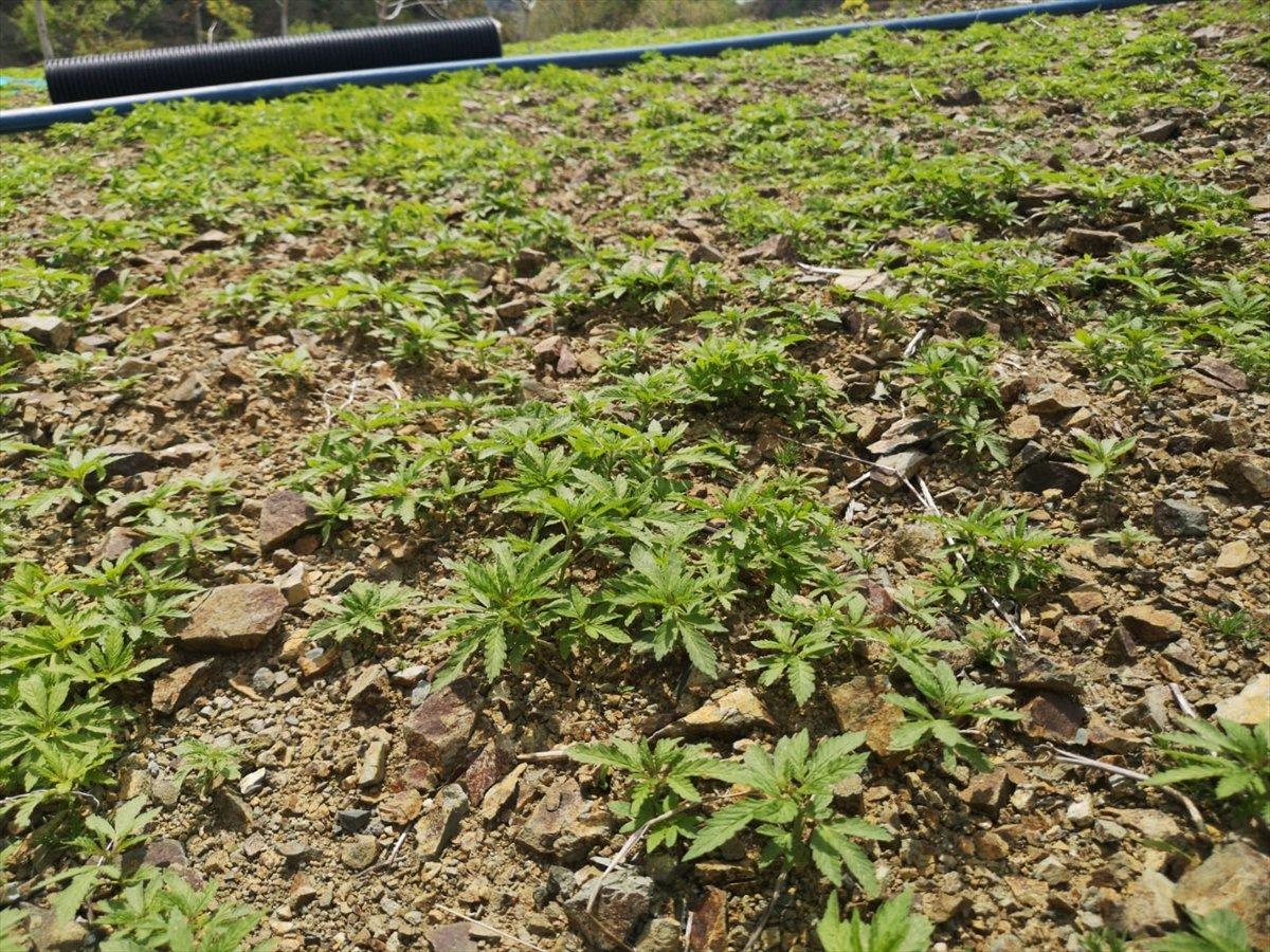 Helikopter iniş bölgesinde düzenek tespit edildi