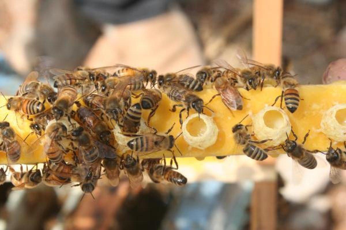 Kilosu 16 bin TL olan arı sütüne korona ilgisi