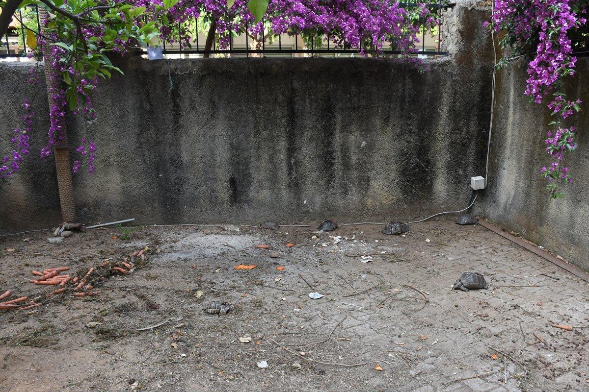 Antalya'da kaplumbağaları katleden kişi yakalandı