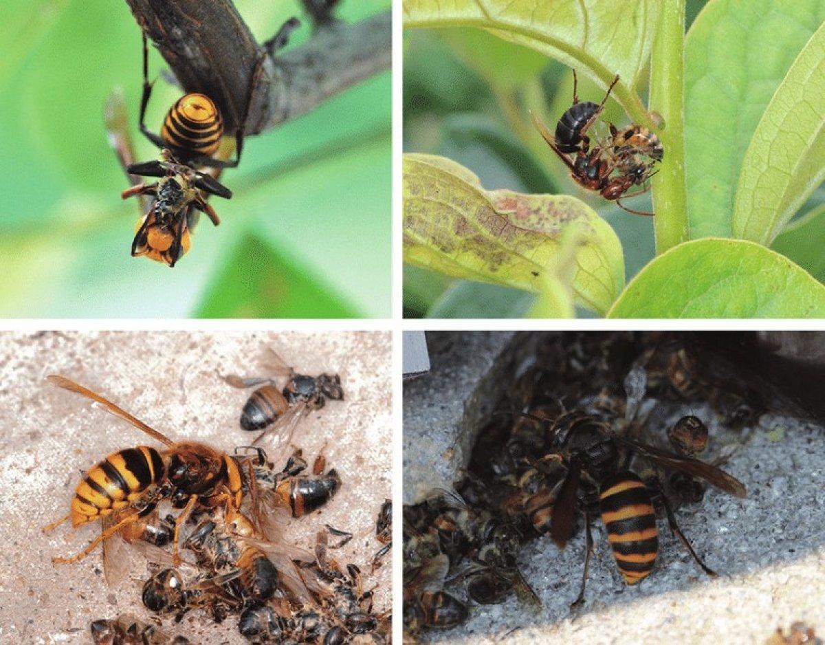 ABD, istilacı zehirli eşek arısı tehdidi altında