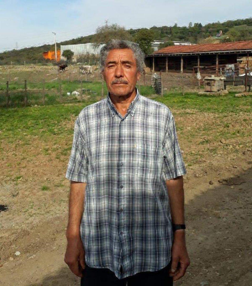 Kocaeli'de köpekler, buzağılar ile tavuklara saldırdı