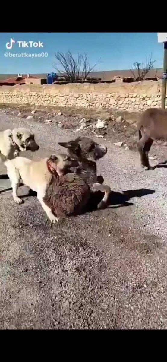 Ankara'da köpeklerin saldırdığı anne eşek kurtarıldı