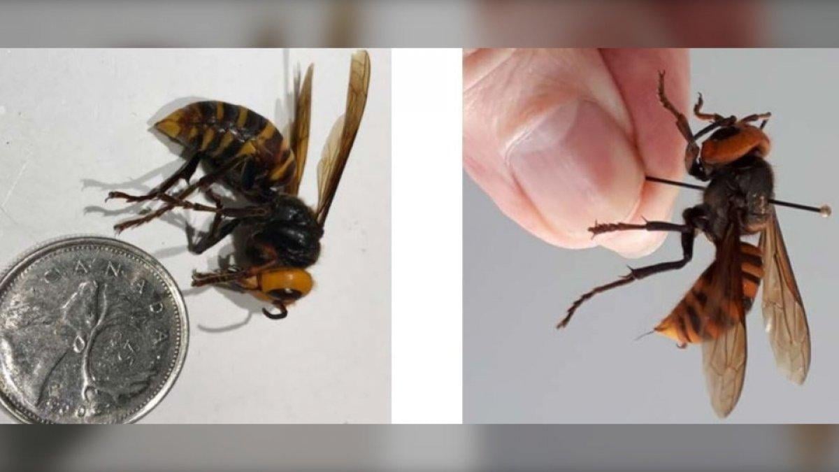 ABD, istilacı zehirli eşek arısı tehdidi altında