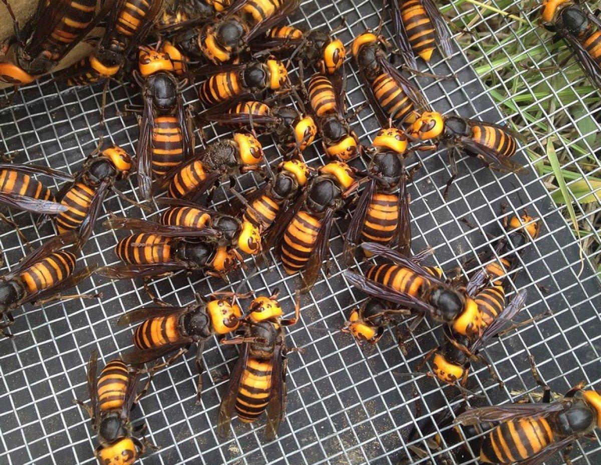 ABD, istilacı zehirli eşek arısı tehdidi altında