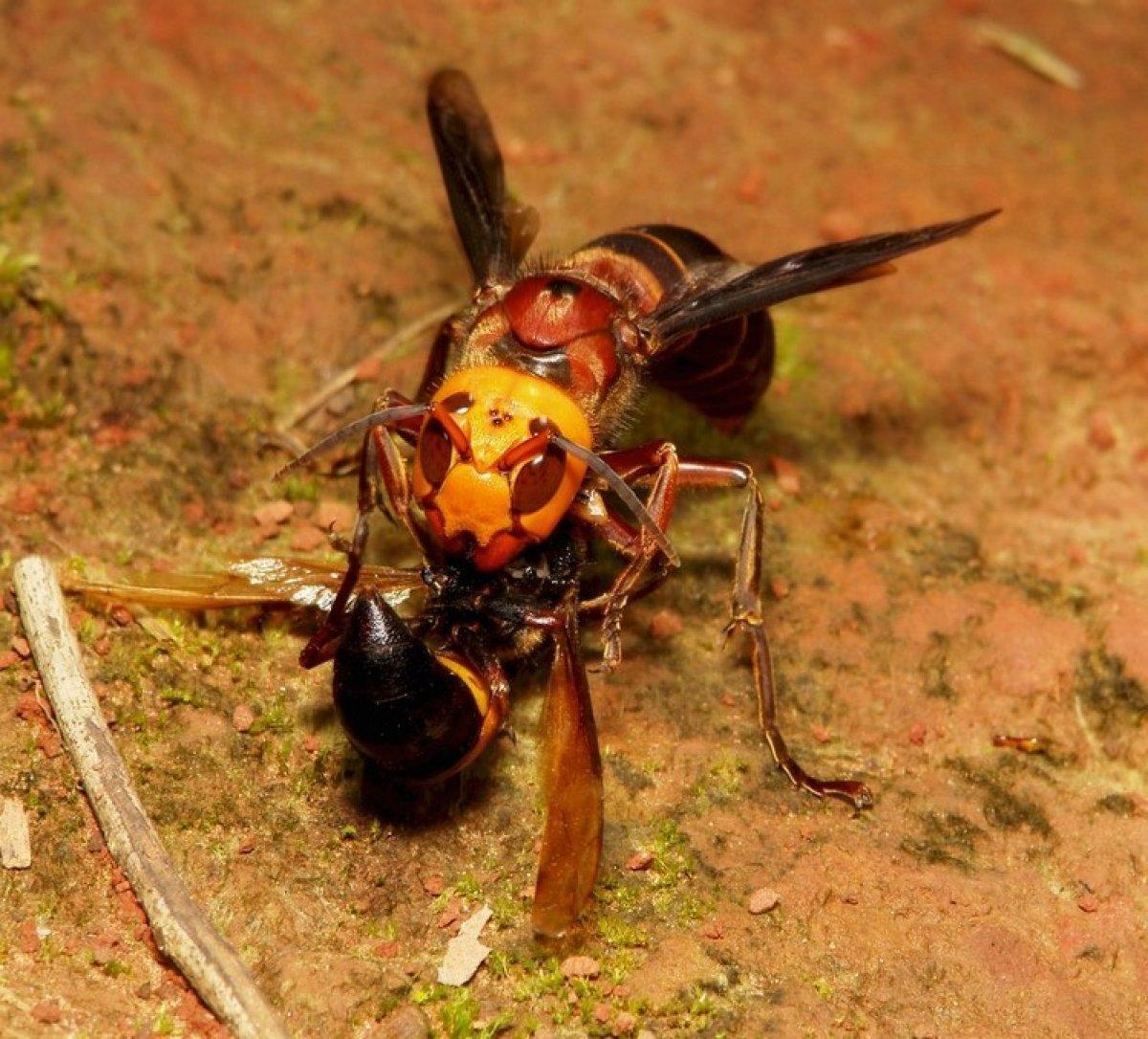 ABD, istilacı zehirli eşek arısı tehdidi altında
