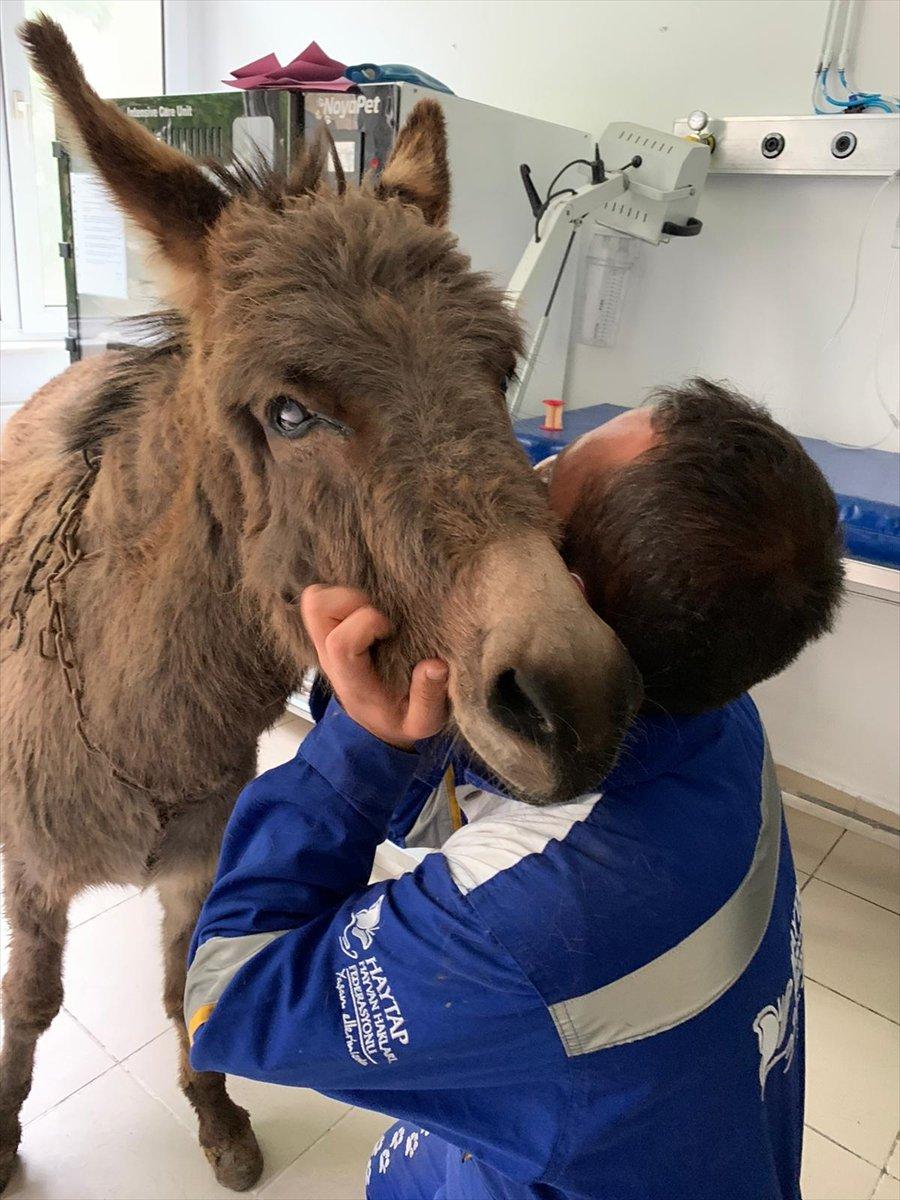 Ankara'da köpeklerin saldırdığı anne eşek kurtarıldı