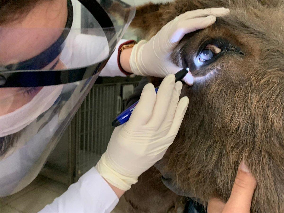 Ankara'da köpeklerin saldırdığı anne eşek kurtarıldı