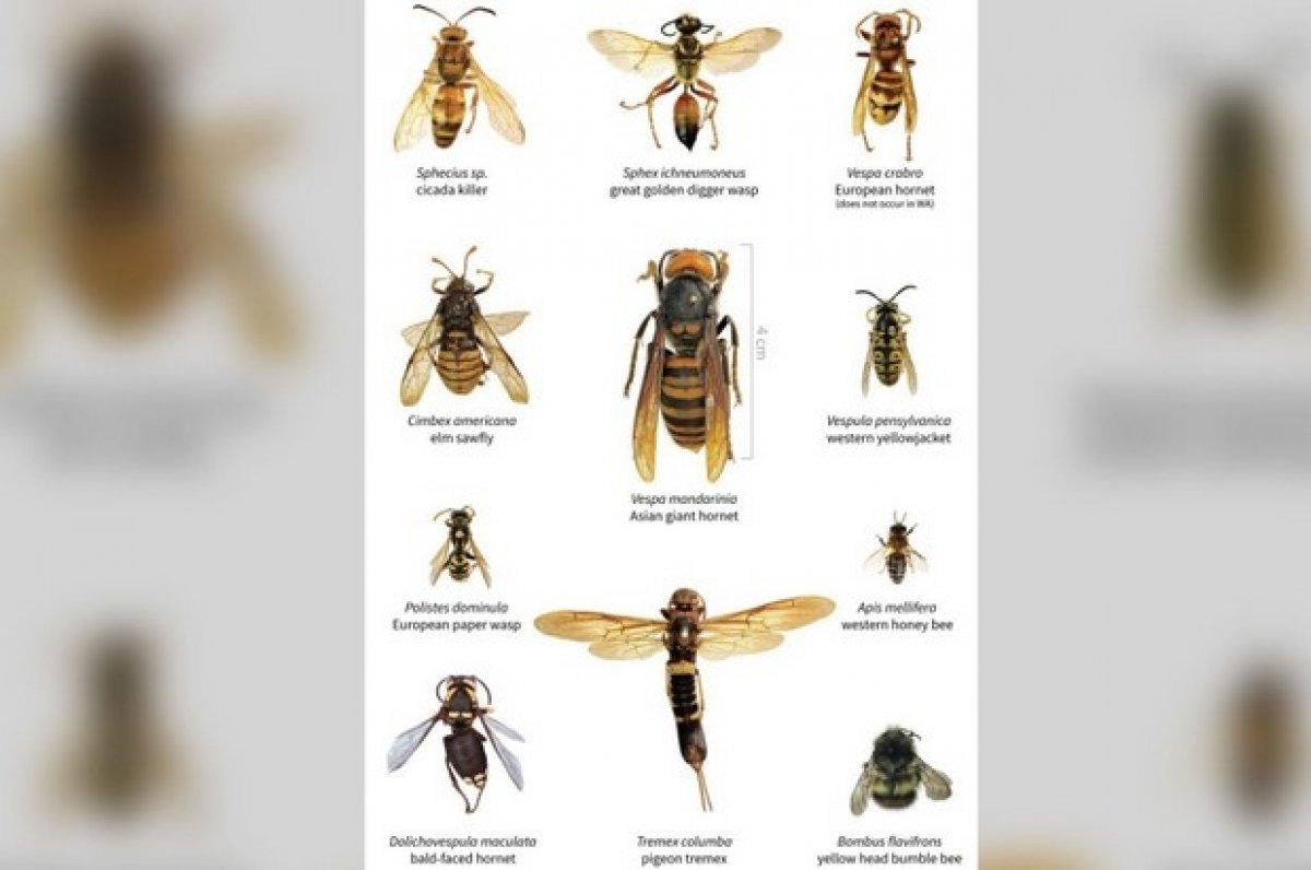 ABD, istilacı zehirli eşek arısı tehdidi altında