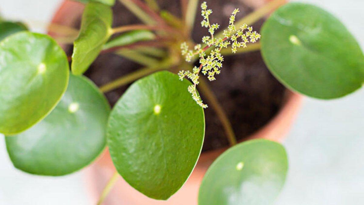 Pilea nedir