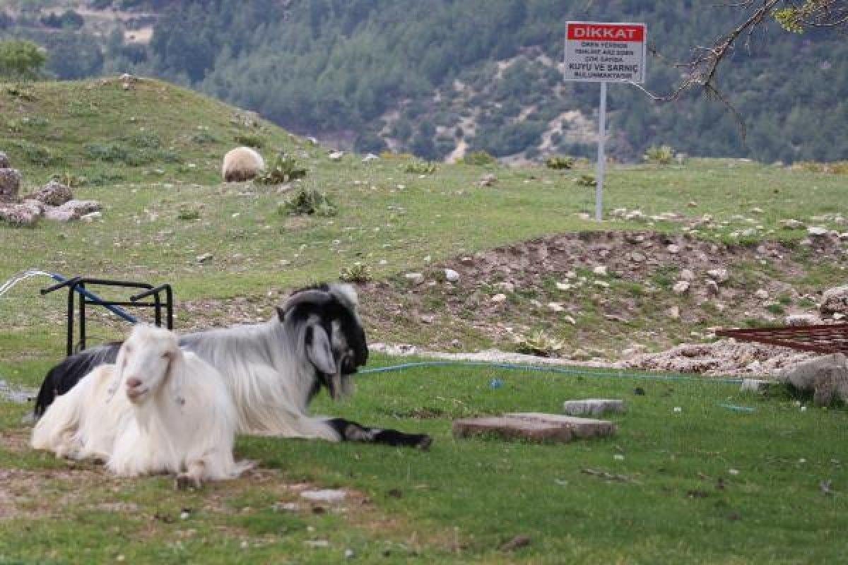 Tabea Antik Kenti'ne koyun sürüsü girdi