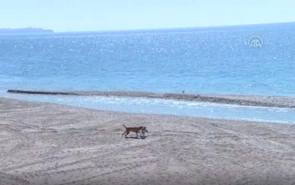 Konyaaltı sahilini boş görünce dayanamadı, cezayı yedi