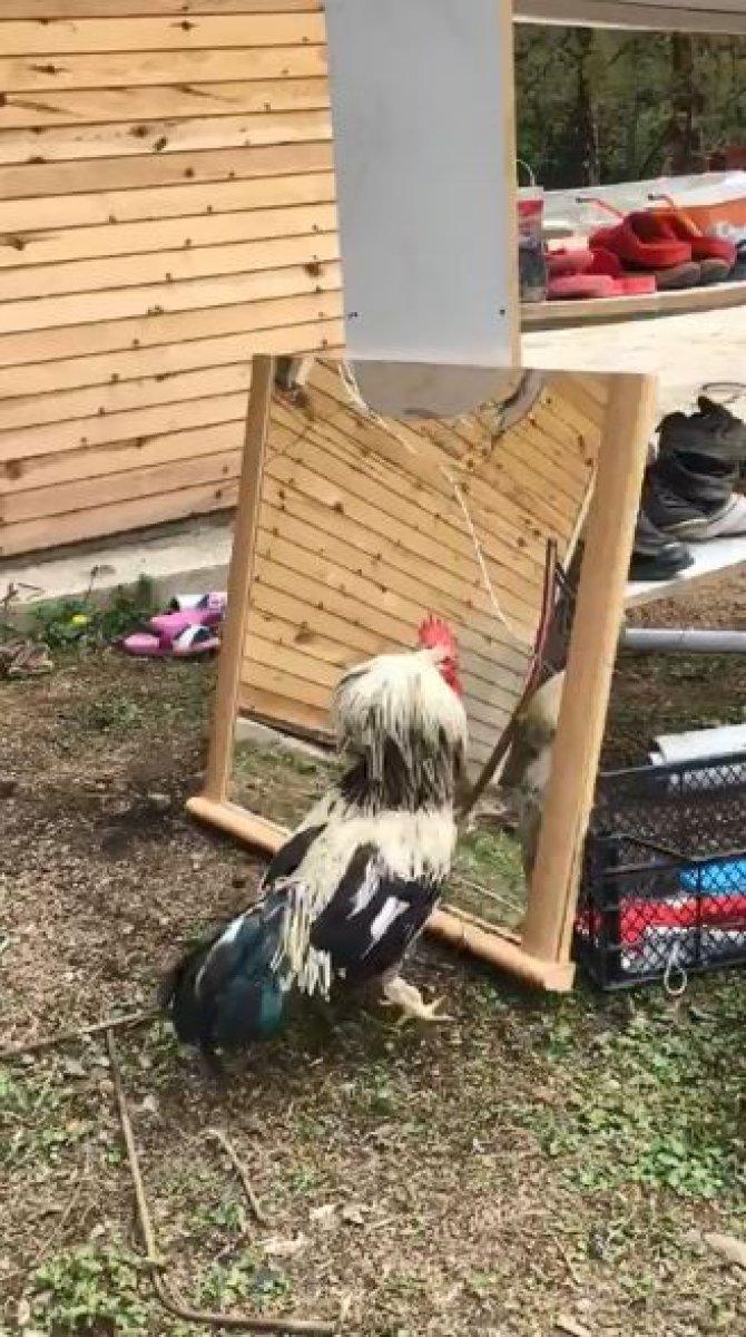 Aynada kendini görüp kavgaya tutuşan horoz