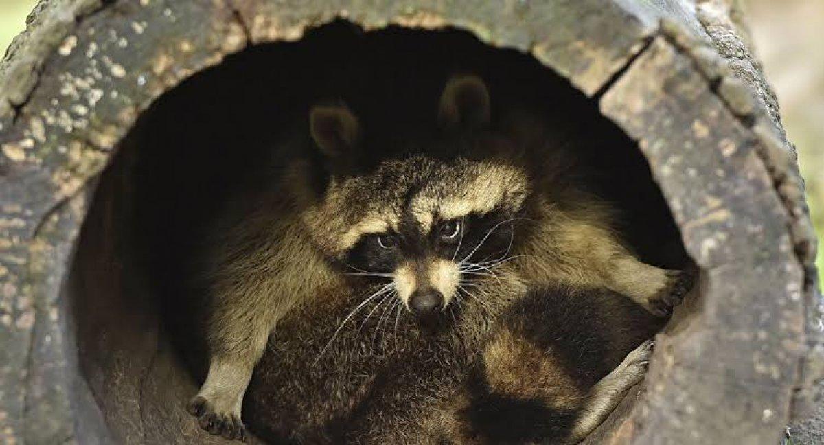 Rakun köpeği nedir