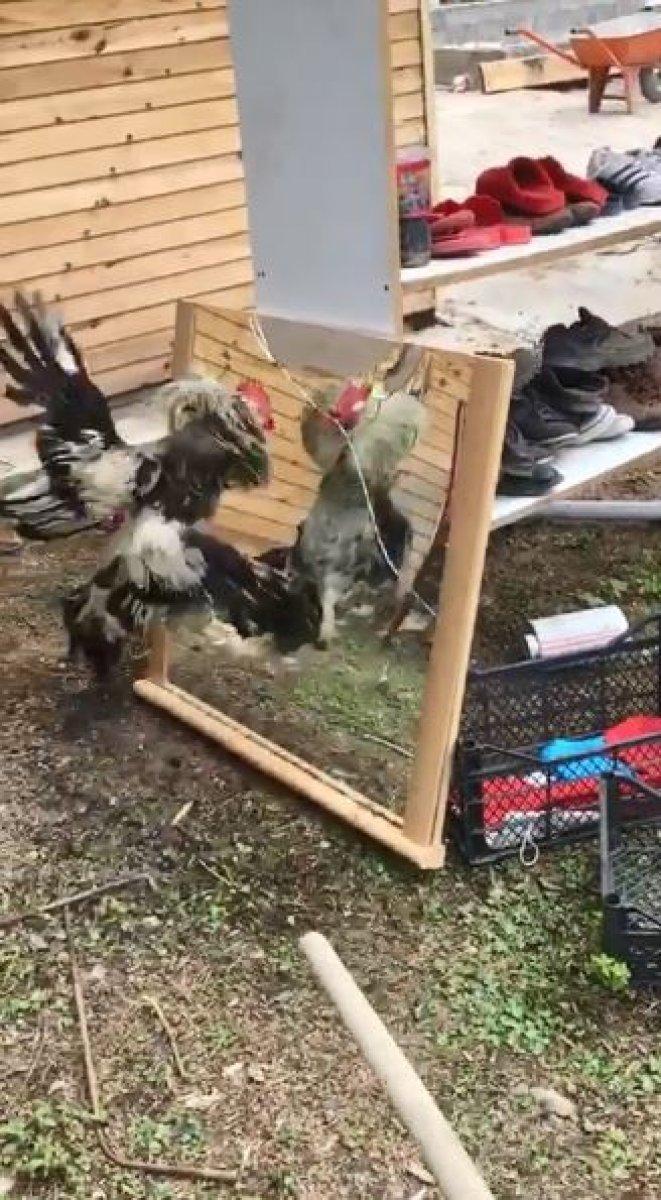 Aynada kendini görüp kavgaya tutuşan horoz