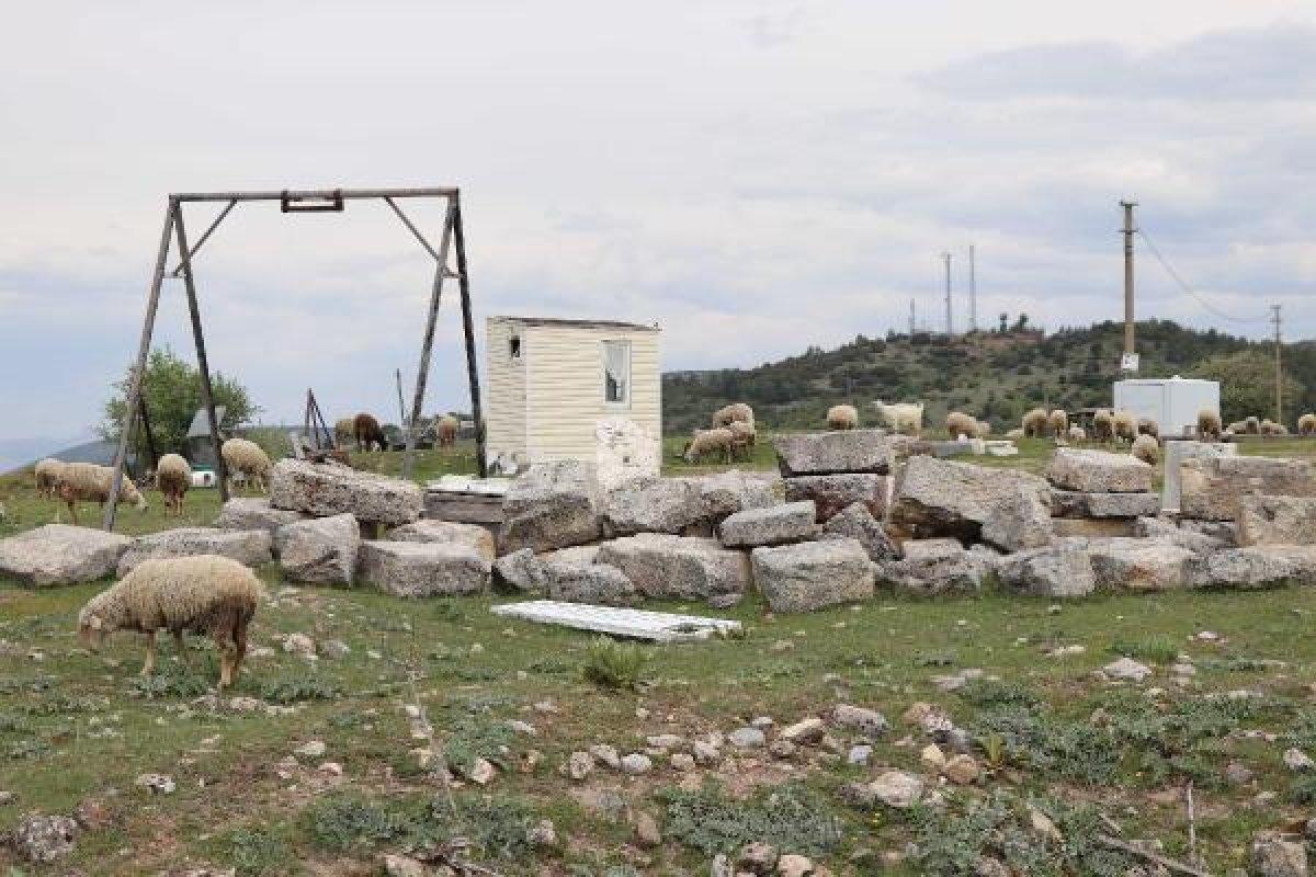 Tabea Antik Kenti'ne koyun sürüsü girdi