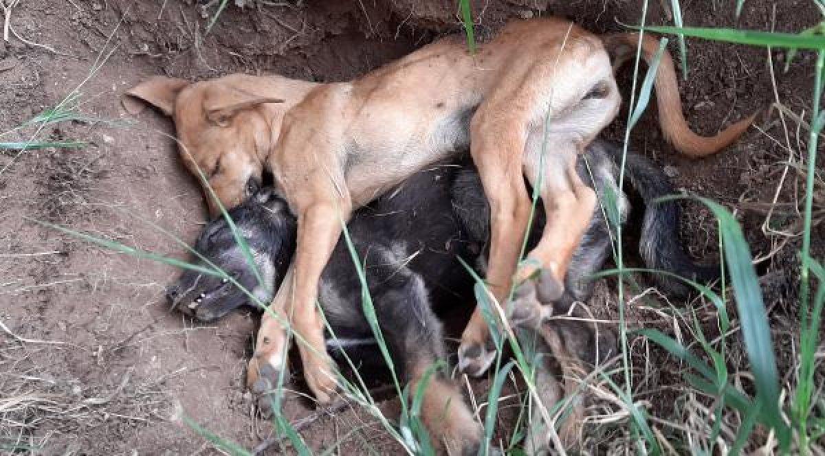 Antalya'da 5 yavru köpek zehirlenerek öldürüldü