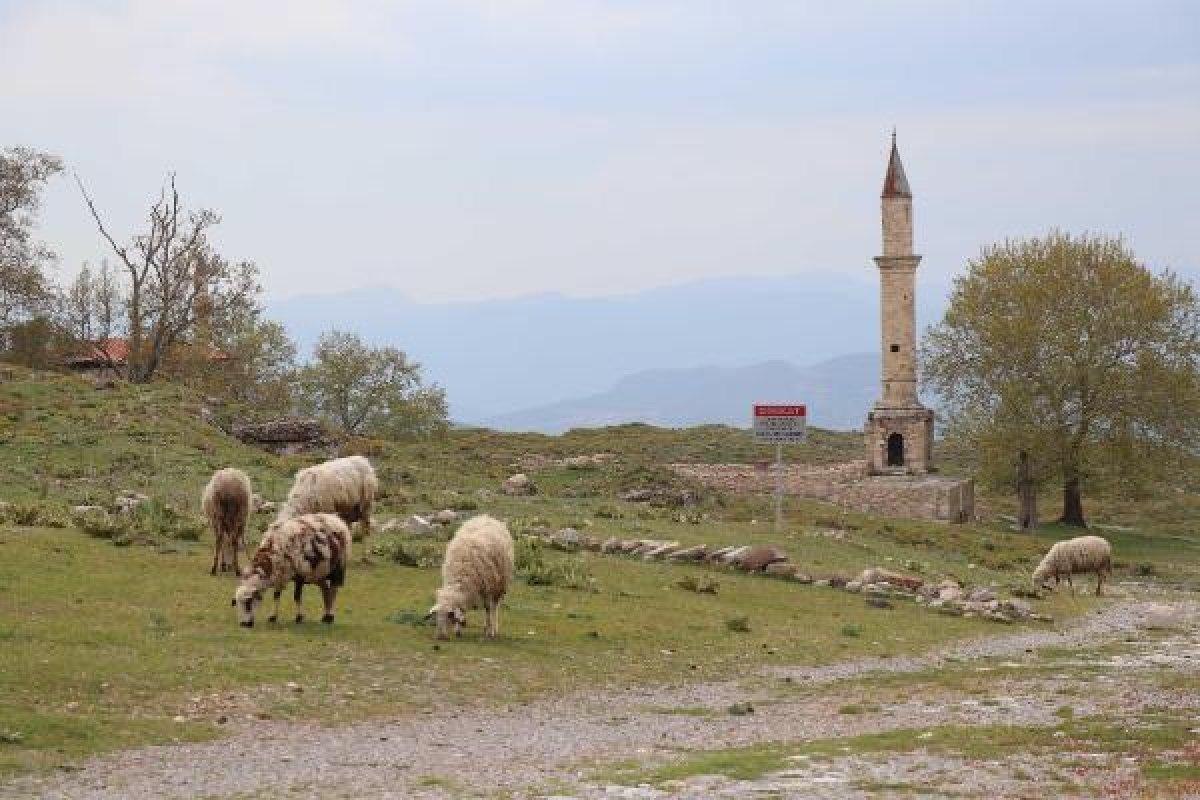 Tabea Antik Kenti'ne koyun sürüsü girdi