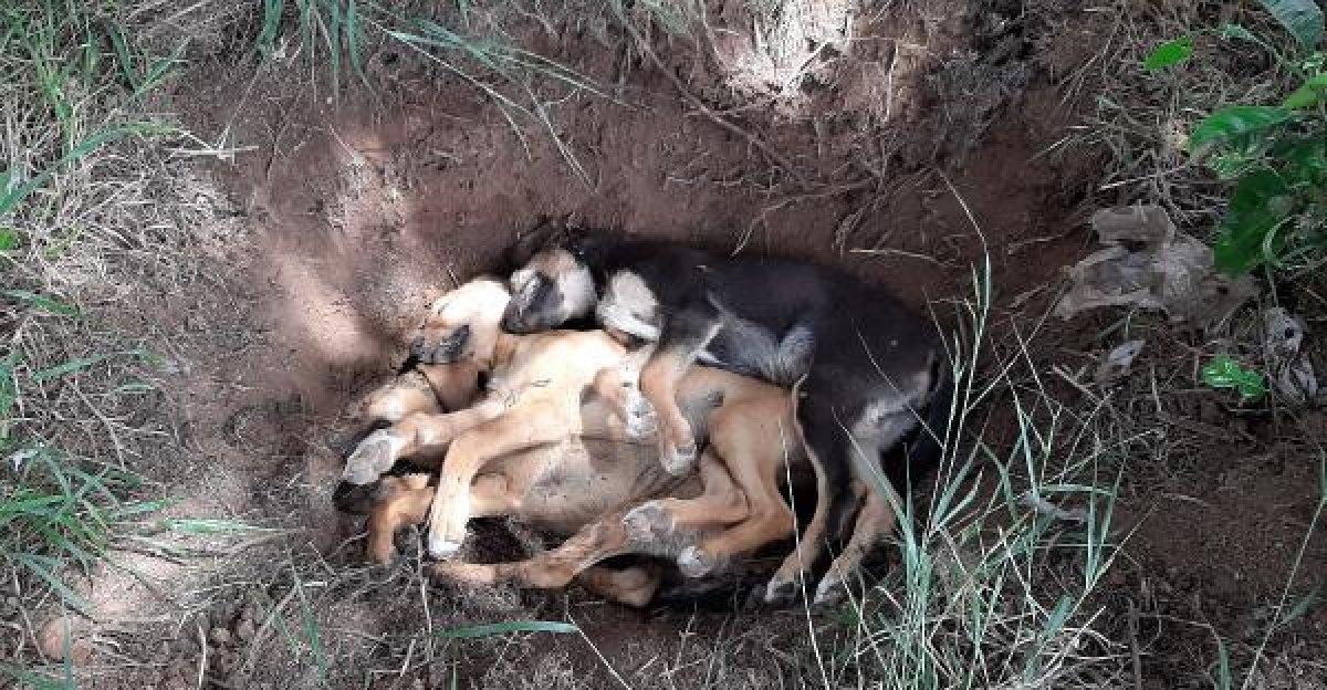 Antalya'da 5 yavru köpek zehirlenerek öldürüldü