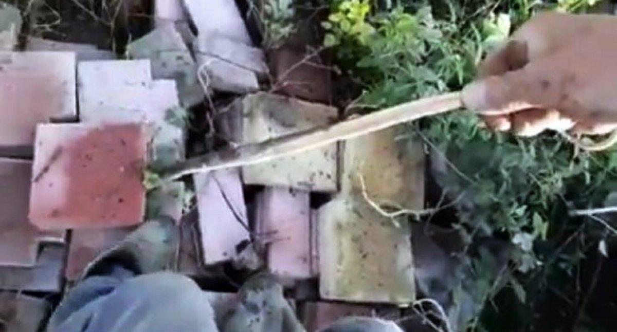 Yılanı deliğinden tatlı dille çıkartmaya çalıştı