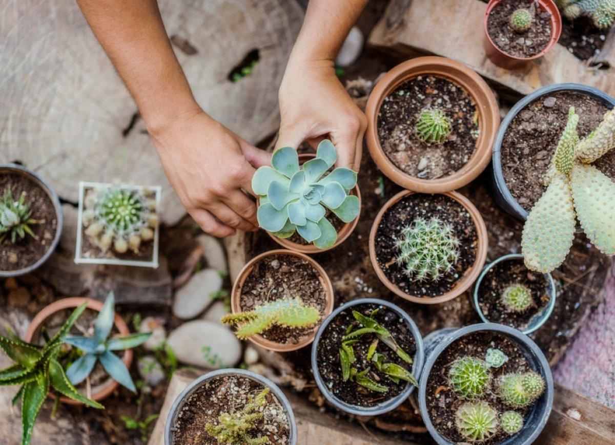 Sukulent nedir