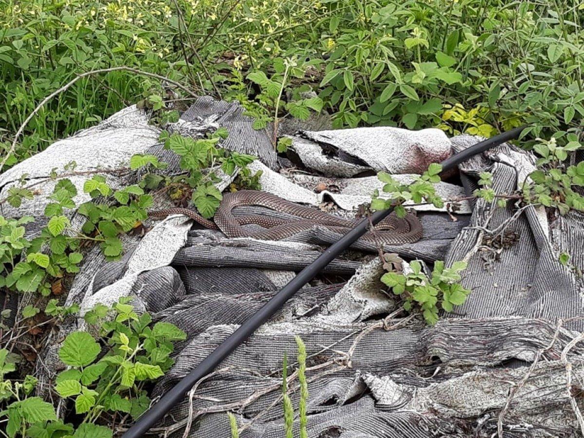 Yılanı deliğinden tatlı dille çıkartmaya çalıştı