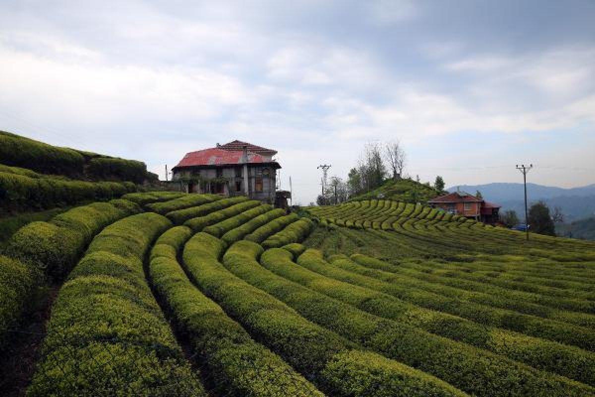 Çayda aranan hasat formülünü Bakanlar Kurulu verecek