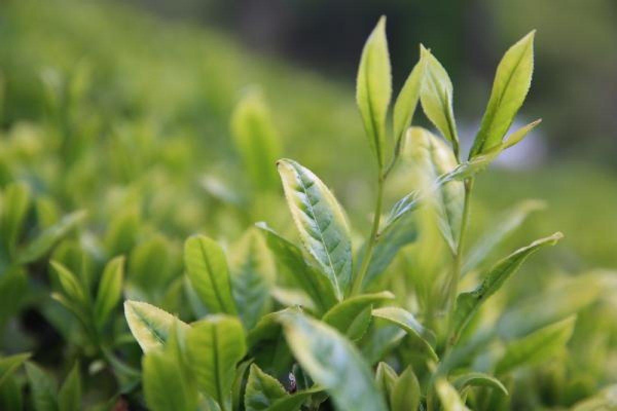 Çayda aranan hasat formülünü Bakanlar Kurulu verecek