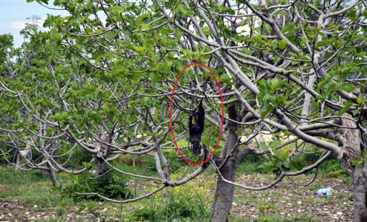 Avlanmak için ölü kargaları ağaca astı