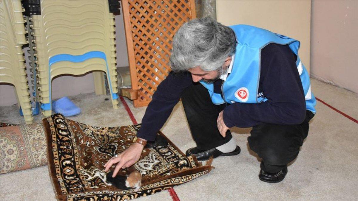 Mescitte bulduğu kedi yavrularına sahip çıktı