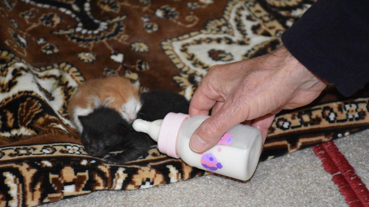 Mescitte bulduğu kedi yavrularına sahip çıktı
