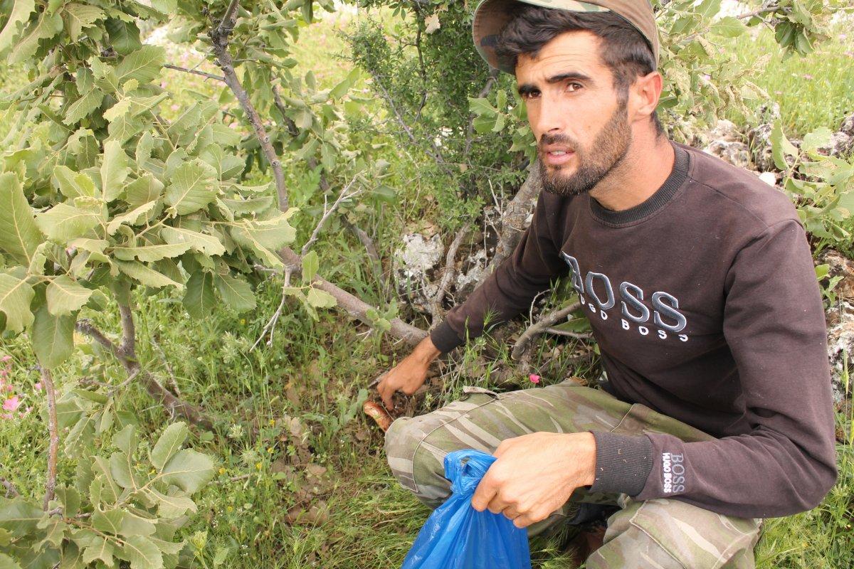 Mardin'de geçimlerini mantar toplayarak sağlıyorlar