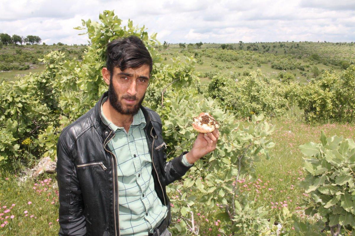 Mardin'de geçimlerini mantar toplayarak sağlıyorlar