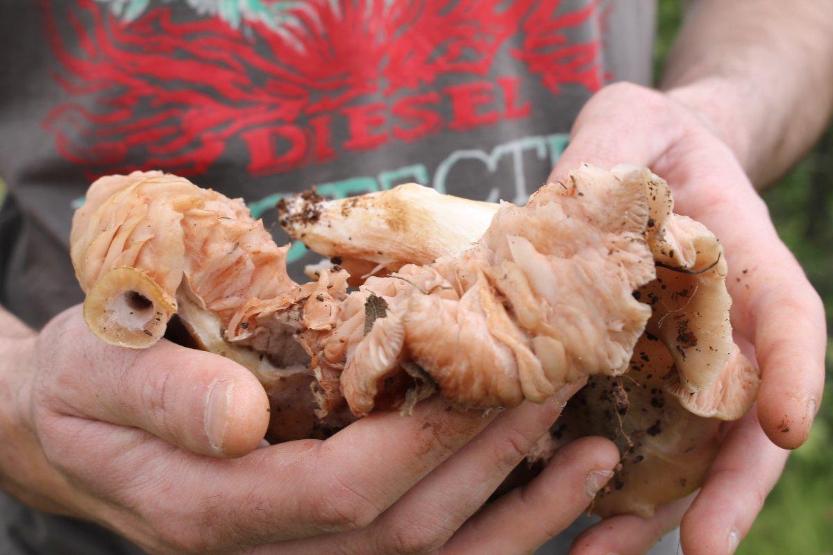 Mardin'de geçimlerini mantar toplayarak sağlıyorlar