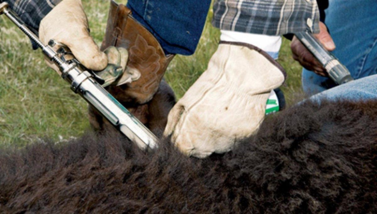 Şap hastalığı nedir