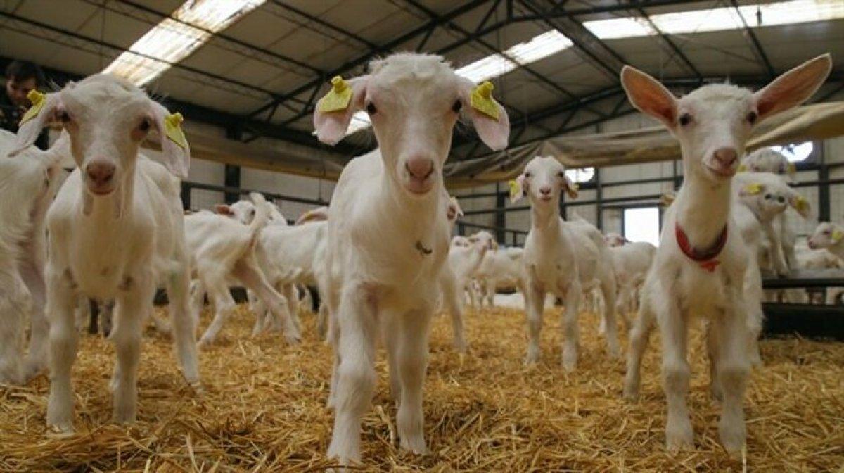 Şap hastalığı nedir